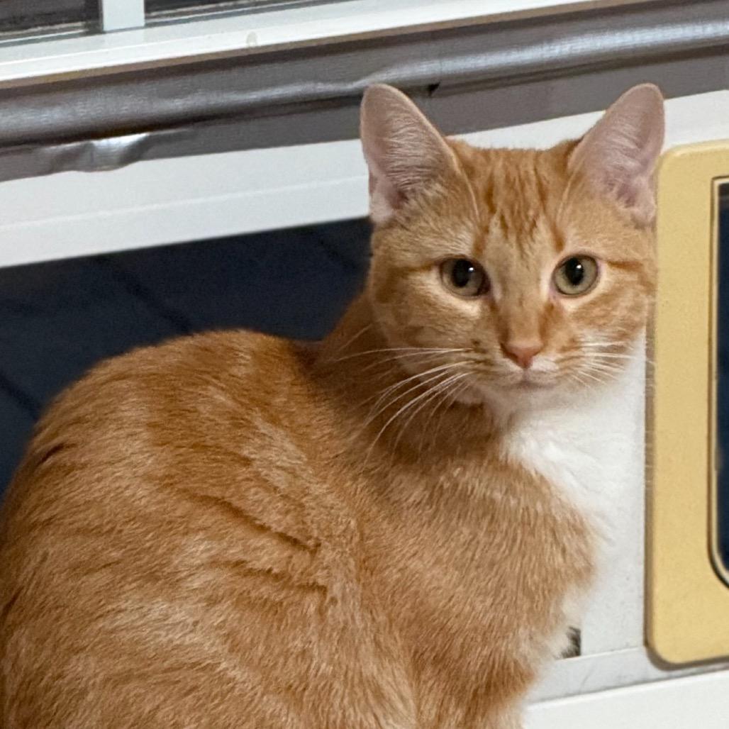 Enlarge Mango, a Adoptable Domestic Short Hair in Tuscaloosa, AL image 2/4