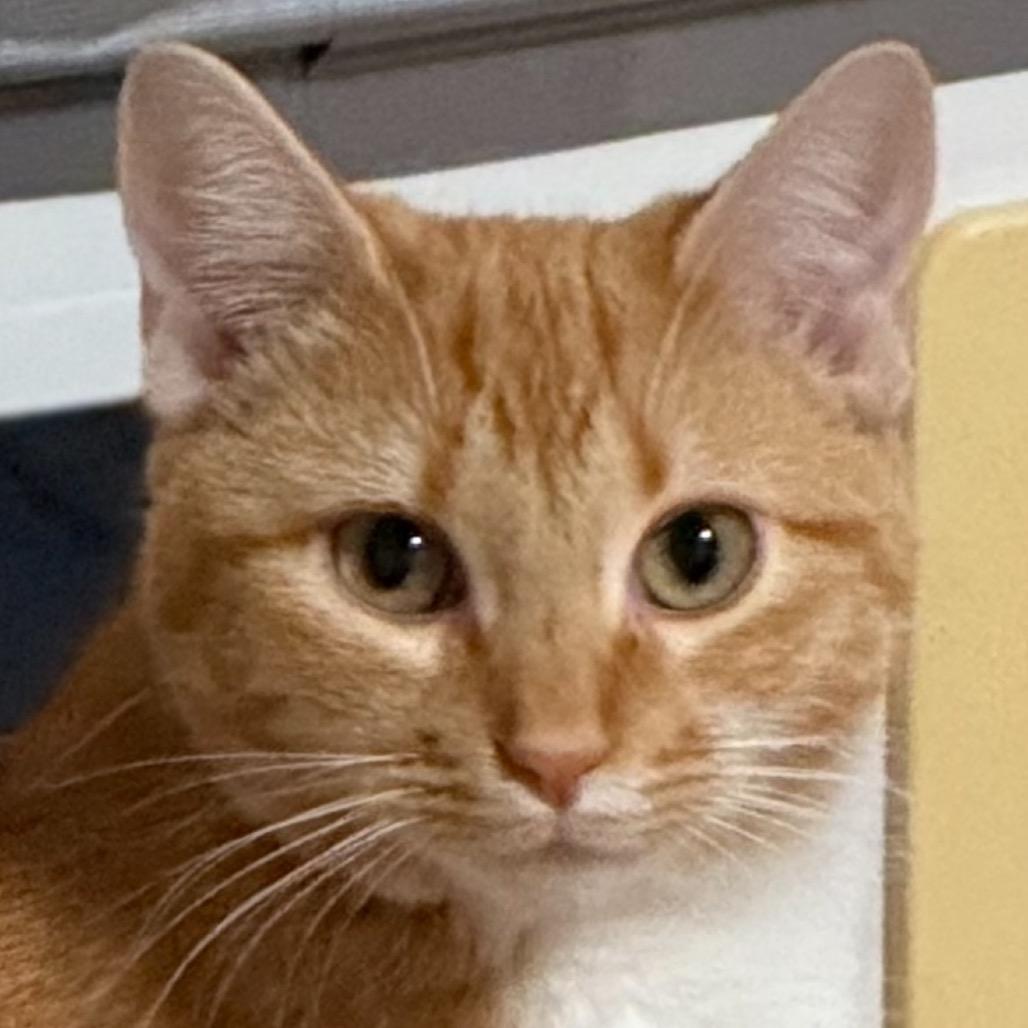 Enlarge Mango, a Adoptable Domestic Short Hair in Tuscaloosa, AL image 3/4