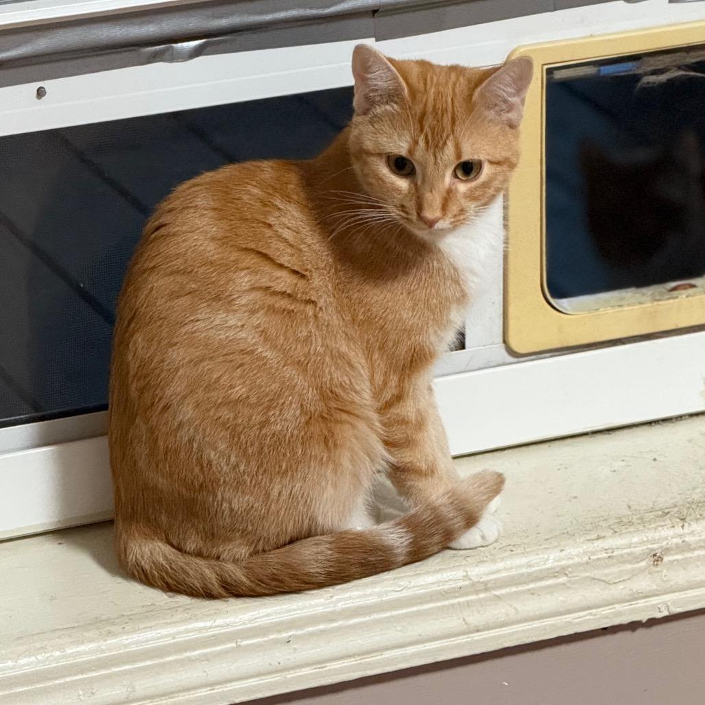 Enlarge Mango, a Adoptable Domestic Short Hair in Tuscaloosa, AL image 4/4