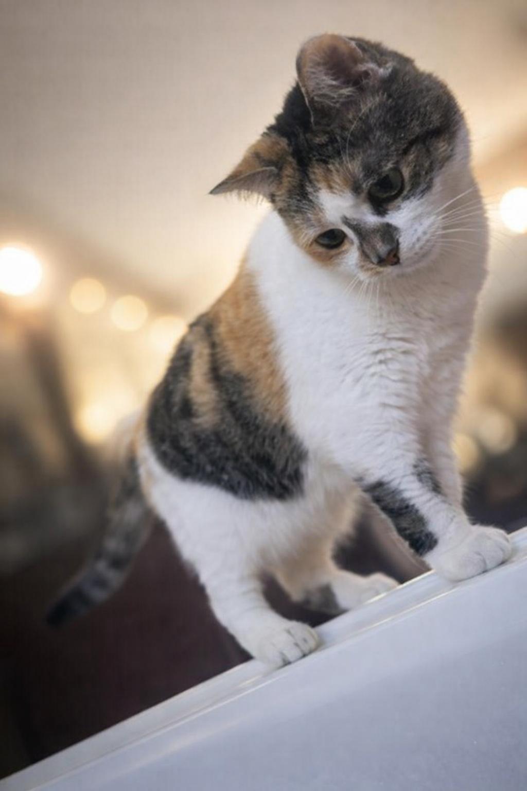 Lilly — thumbnail 5