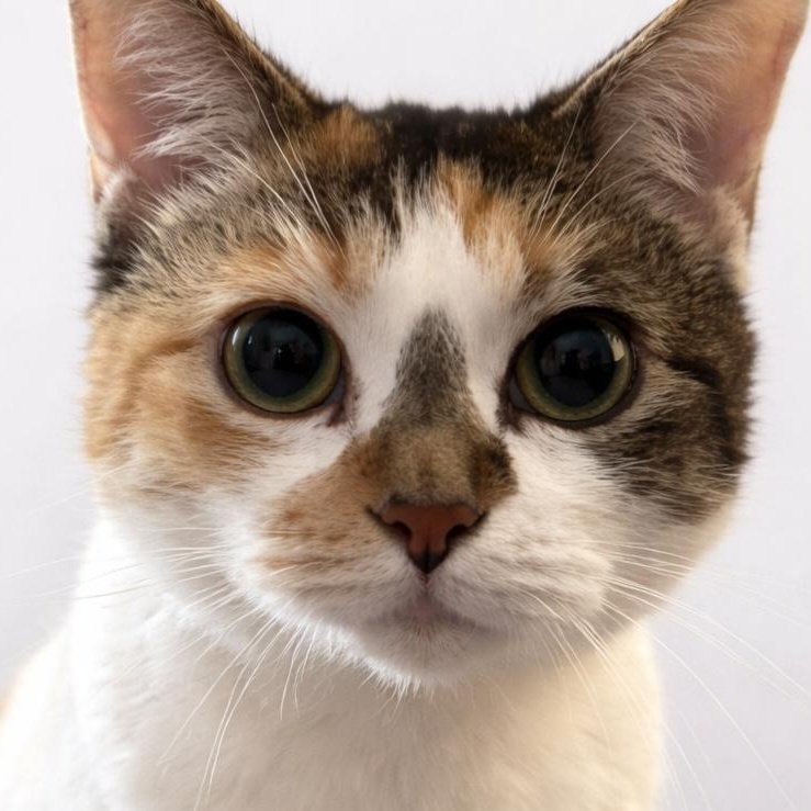 Lilly — thumbnail 6