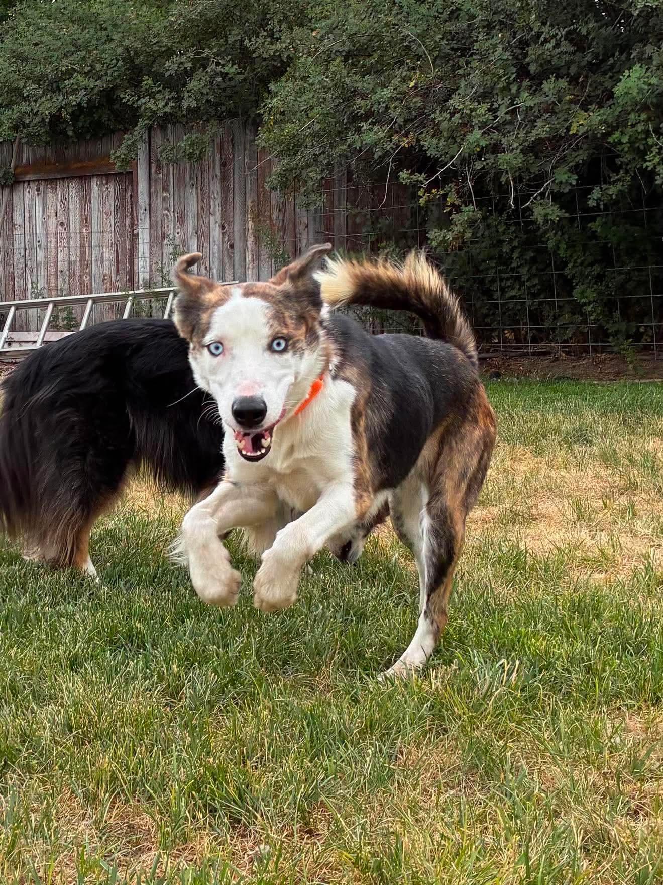 Enlarge TIKI, a Adoptable mixed breed in Plummer, ID image 3/4