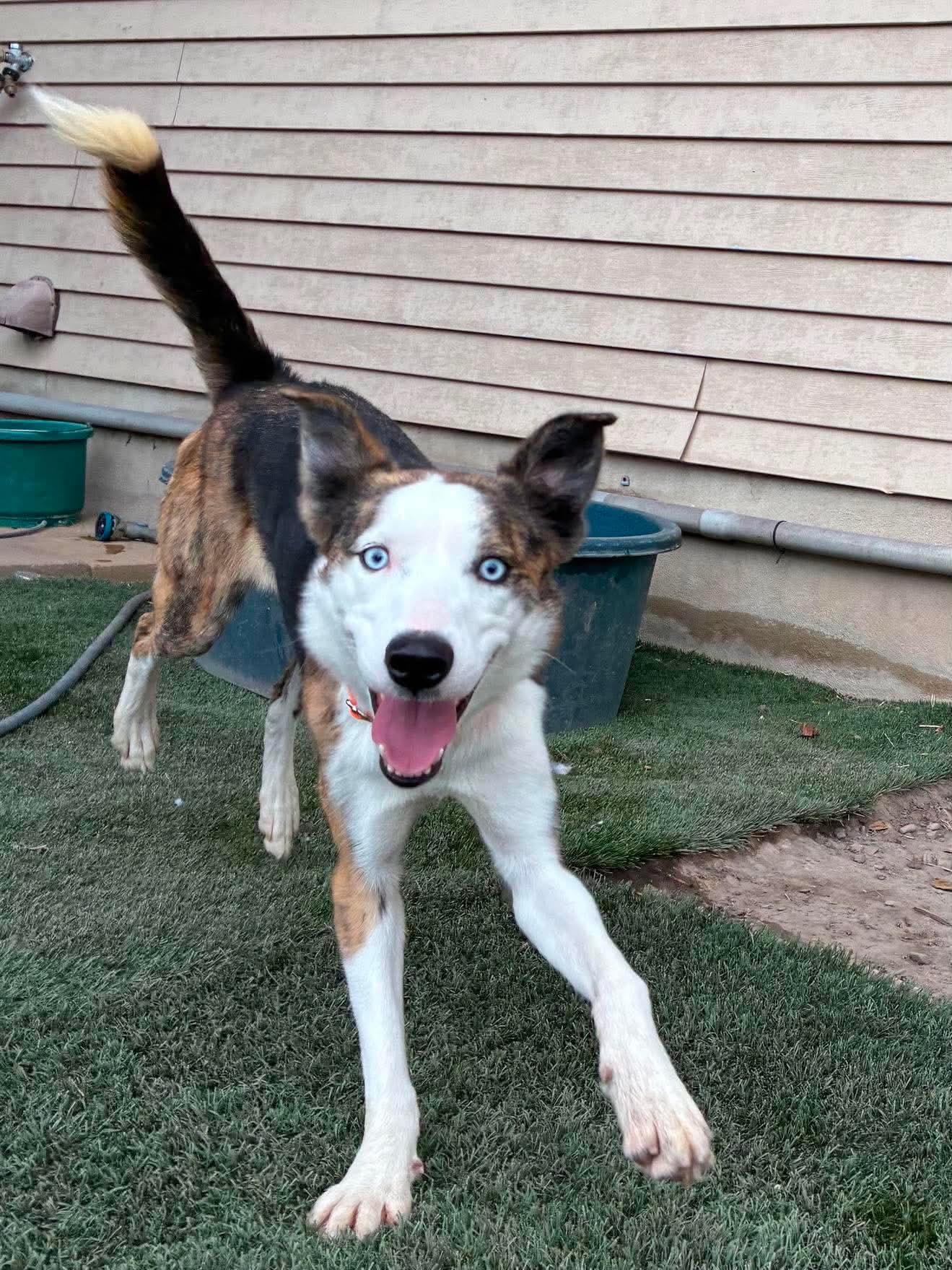 Enlarge TIKI, a Adoptable mixed breed in Plummer, ID image 2/4