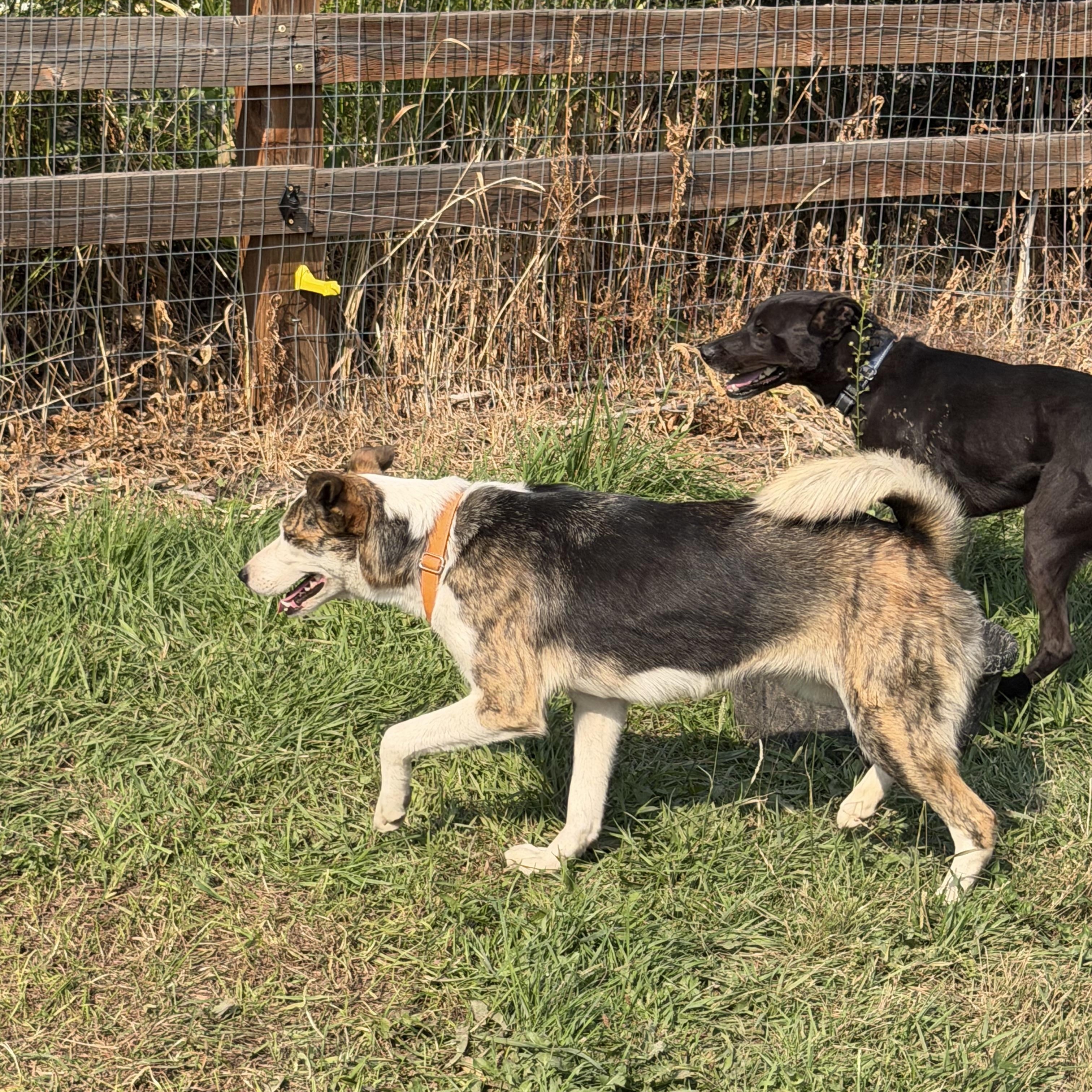 Enlarge TIKI, a Adoptable mixed breed in Plummer, ID image 4/4