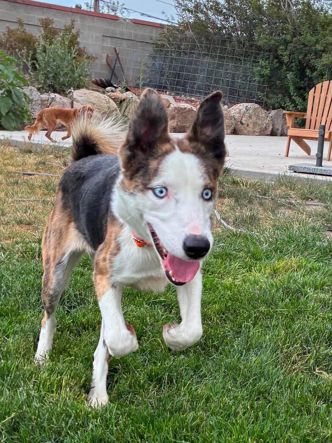Enlarge TIKI, a Adoptable mixed breed in Plummer, ID image 1/4