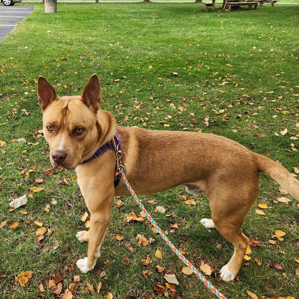 Enlarge Nacho, a Adoptable Mixed Breed in Grand Rapids, MI image 1/6