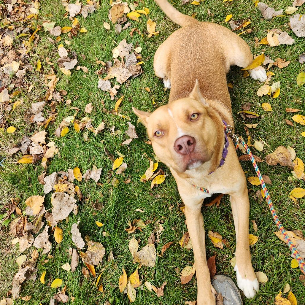 Enlarge Nacho, a Adoptable Mixed Breed in Grand Rapids, MI image 2/6