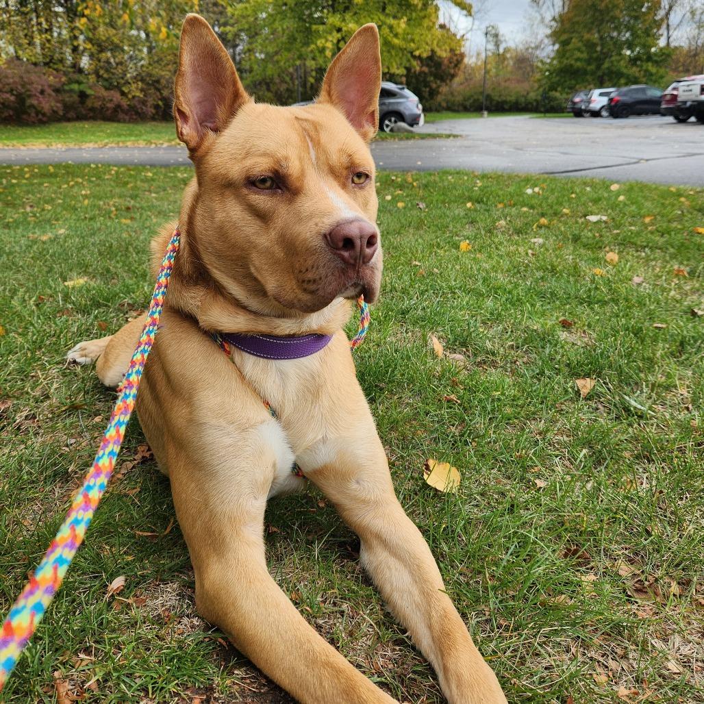 Enlarge Nacho, a Adoptable Mixed Breed in Grand Rapids, MI image 3/6
