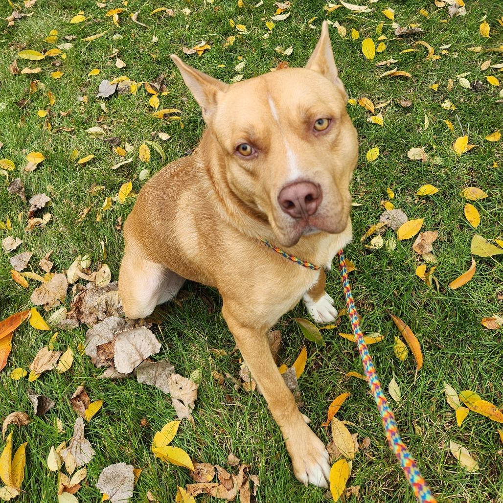 Enlarge Nacho, a Adoptable Mixed Breed in Grand Rapids, MI image 4/6