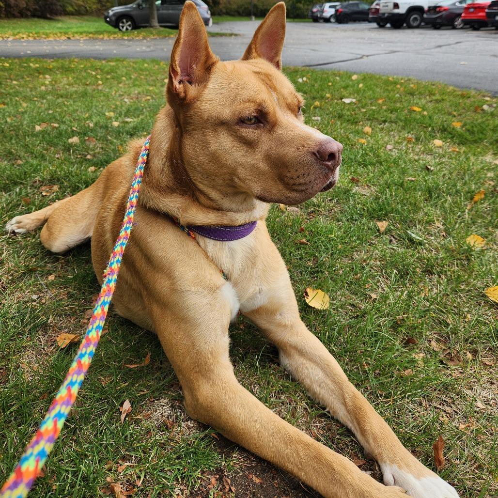 Enlarge Nacho, a Adoptable Mixed Breed in Grand Rapids, MI image 5/6