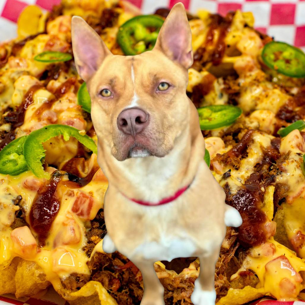 Enlarge Nacho, a Adoptable Mixed Breed in Grand Rapids, MI image 6/6