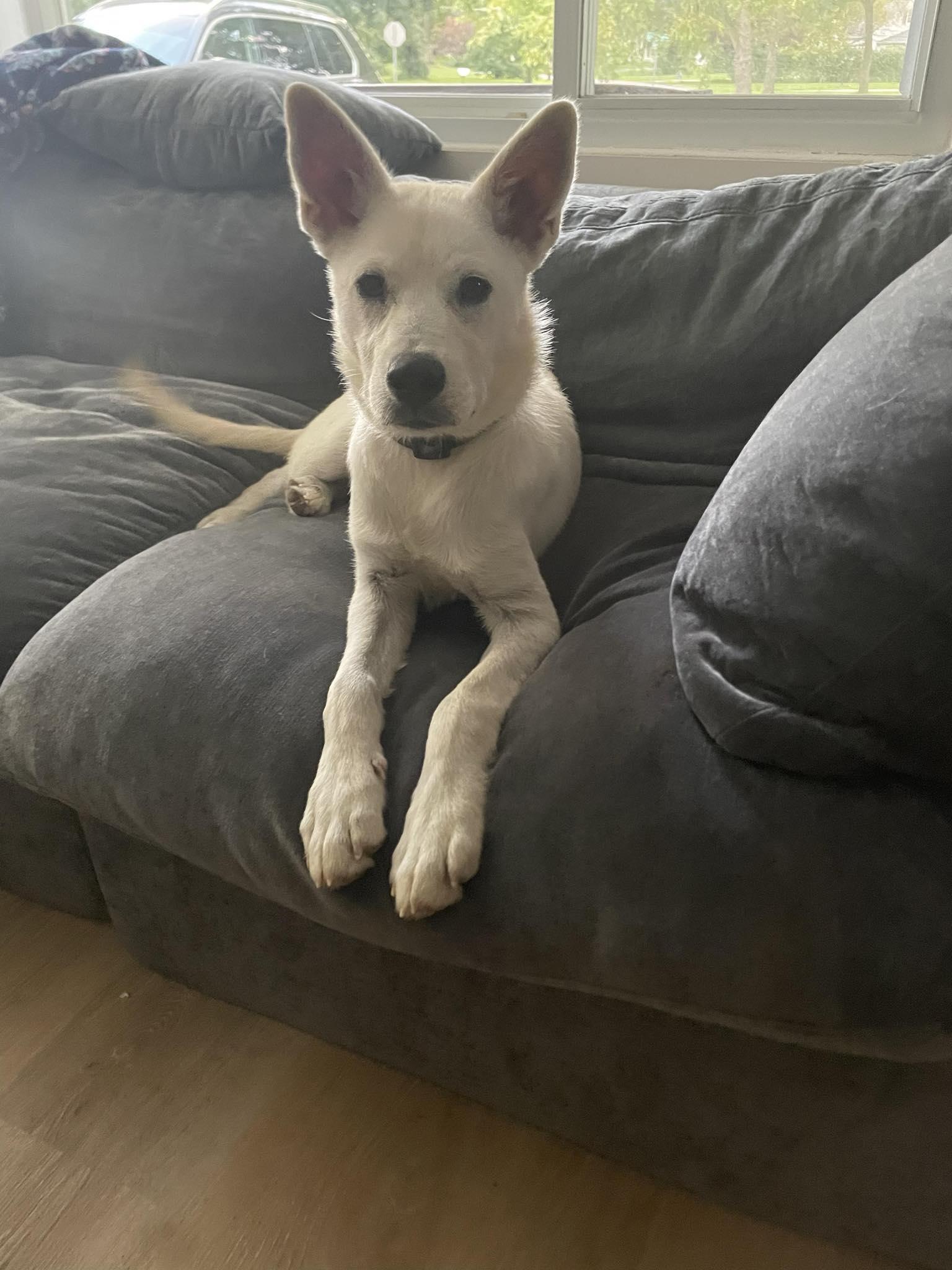 Enlarge Austin, a ADOPTABLE Mixed Breed in Rochester , NY image 4/6