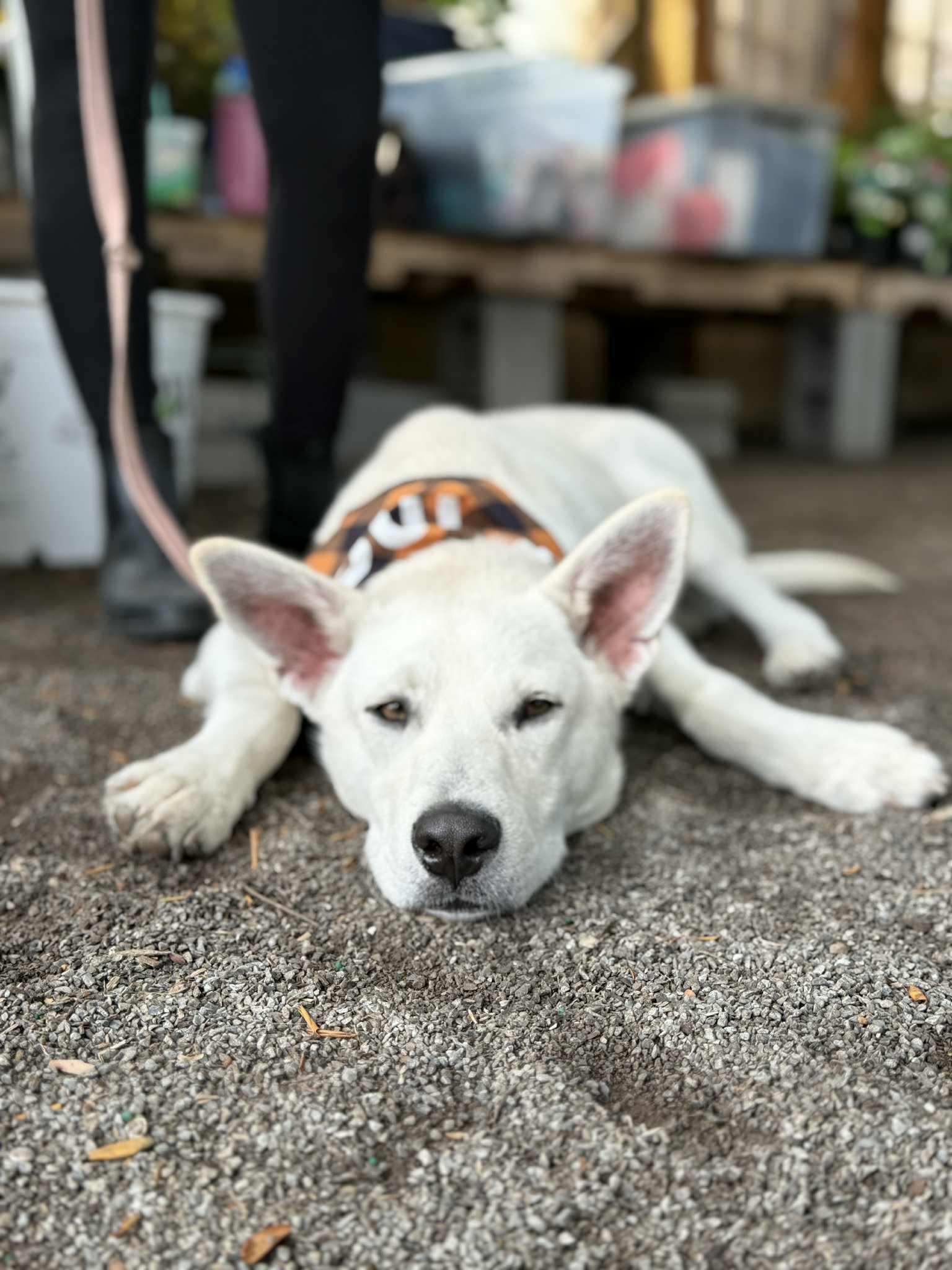 Enlarge Austin, a ADOPTABLE Mixed Breed in Rochester , NY image 6/6