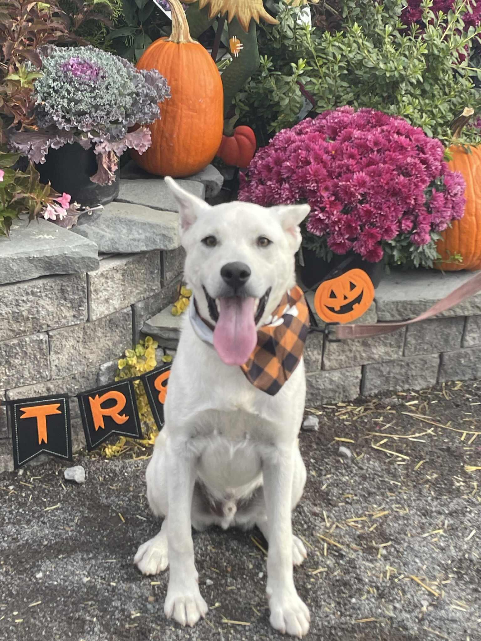 Enlarge Austin, a ADOPTABLE Mixed Breed in Rochester , NY image 5/6