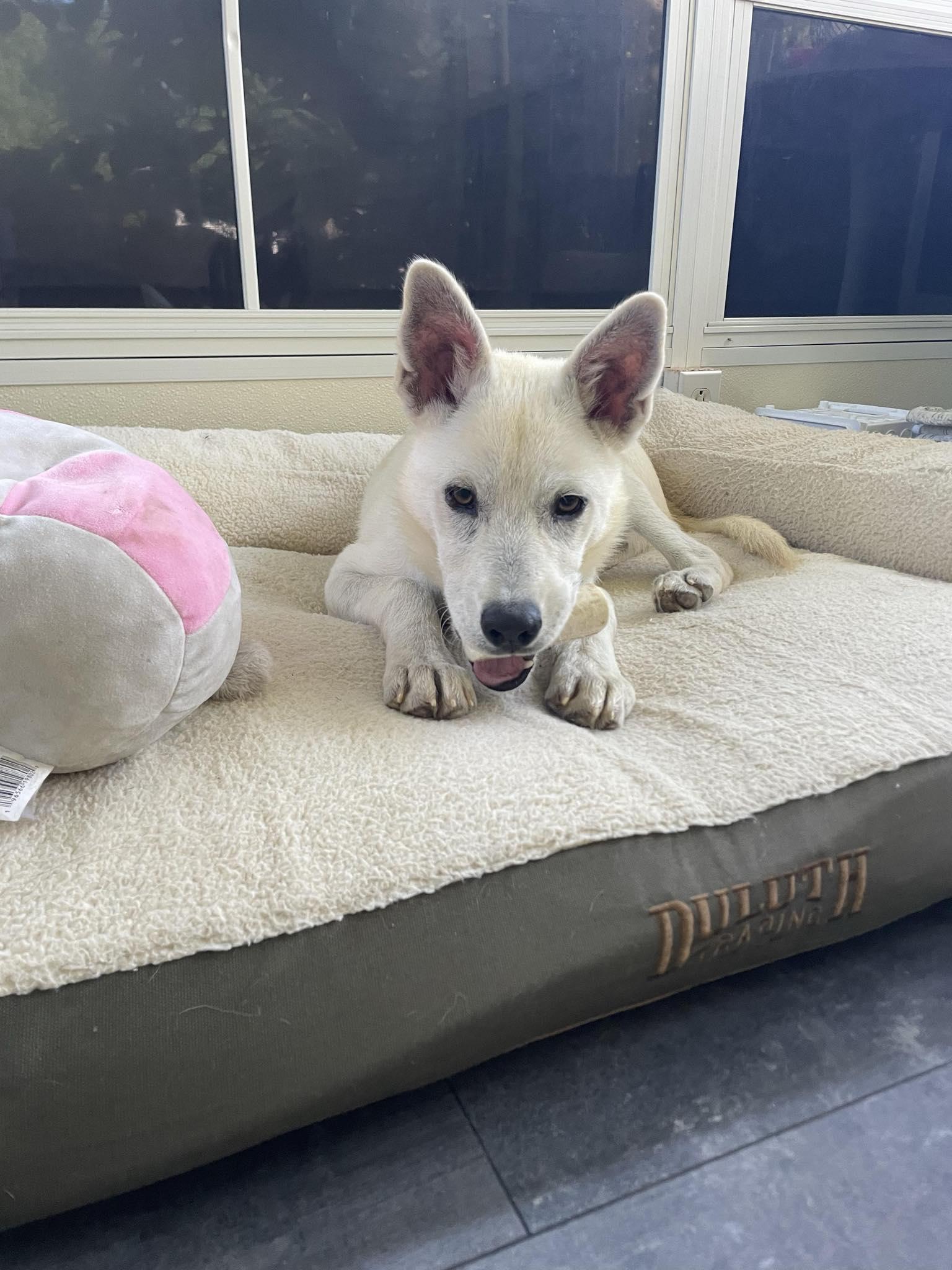 Enlarge Austin, a ADOPTABLE Mixed Breed in Rochester , NY image 2/6