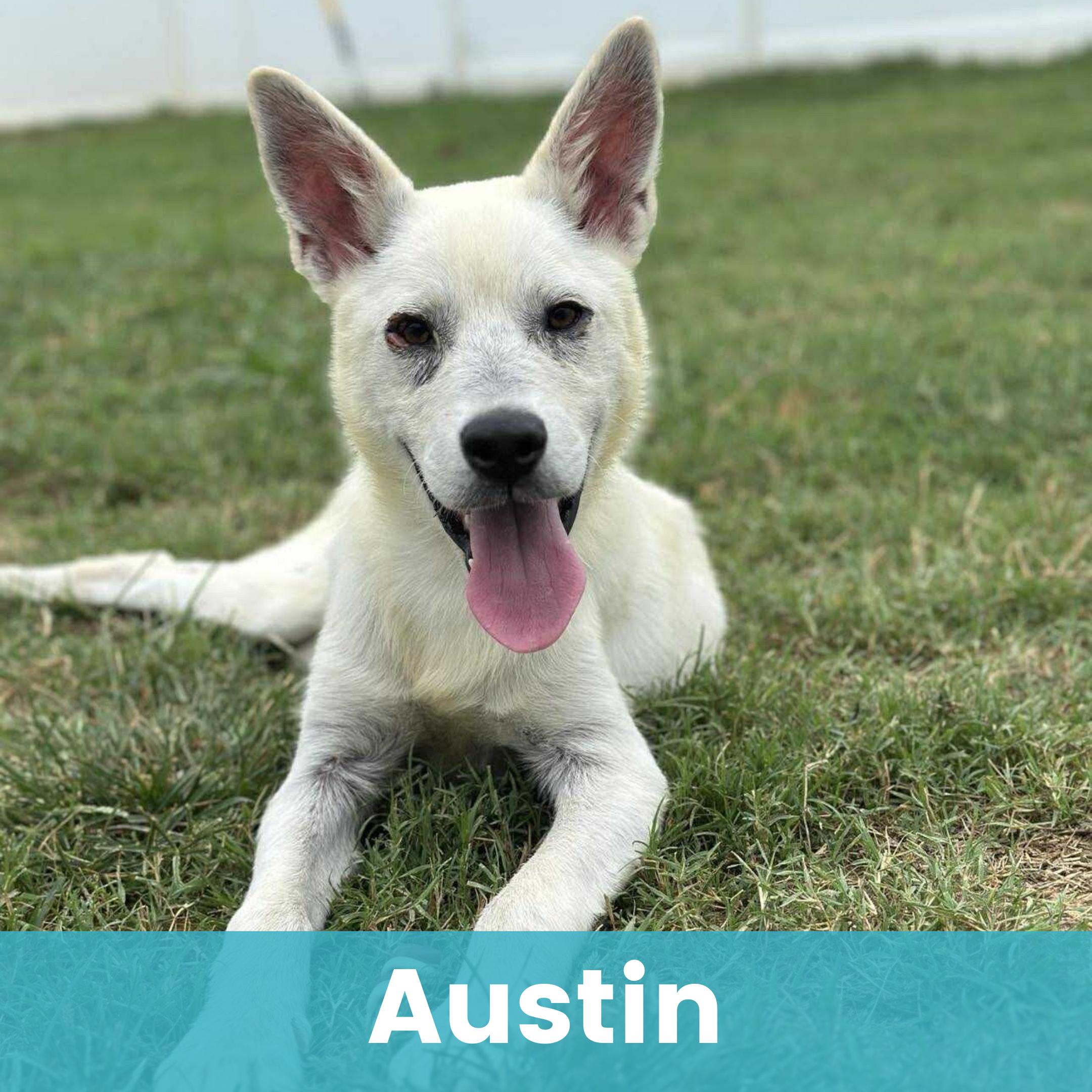 Austin, ADOPTABLE, Young Male Mixed Breed.
