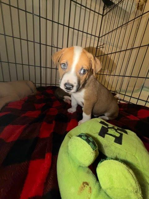 Macaroni thumbnail 2