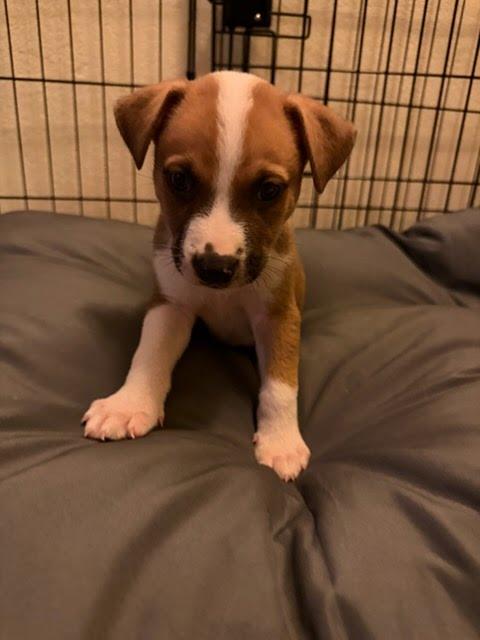 Macaroni thumbnail 5