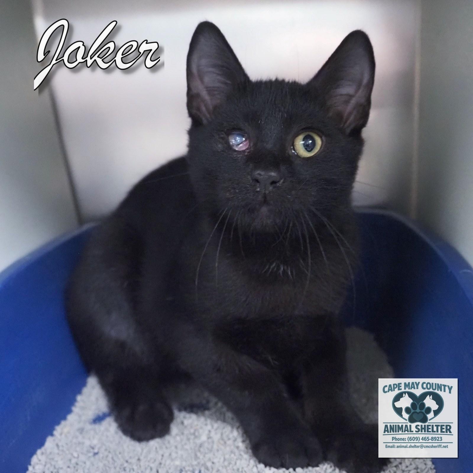 Enlarge Joker, a Adopted Domestic Short Hair in Cape May Court House, NJ image 2/4