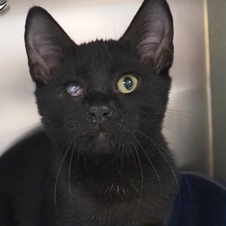 Enlarge Joker, a Adopted Domestic Short Hair in Cape May Court House, NJ image 4/4