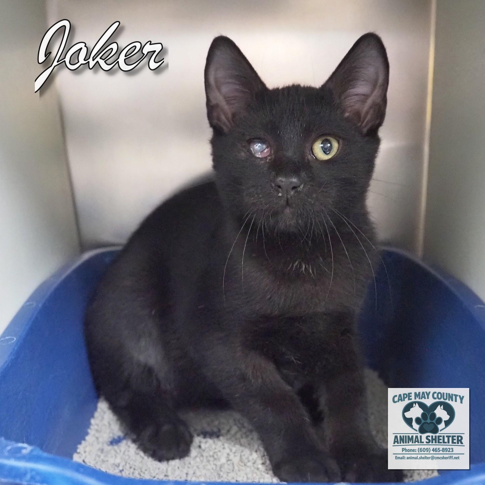 Enlarge Joker, a Adopted Domestic Short Hair in Cape May Court House, NJ image 3/4