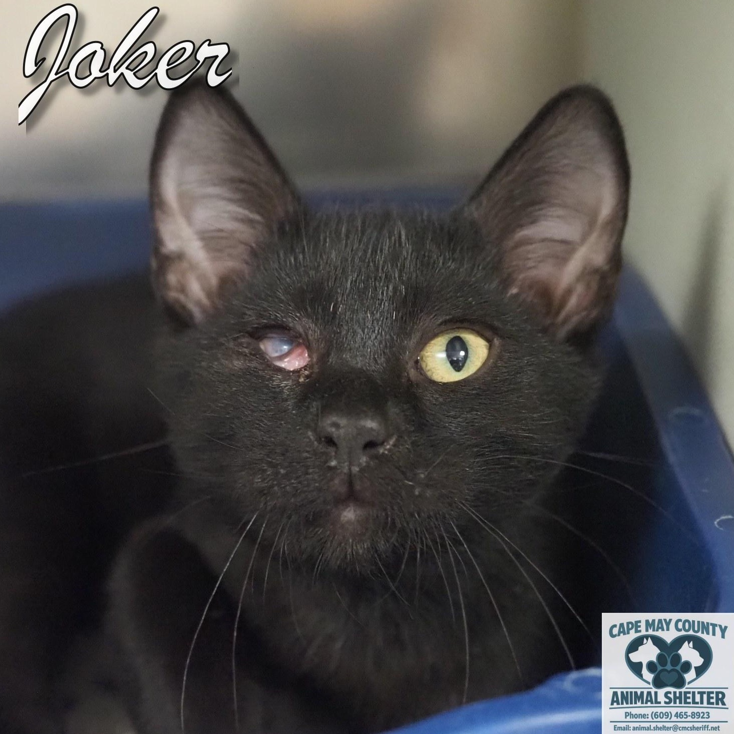 Joker, Adopted, Kitten Male Domestic Short Hair.