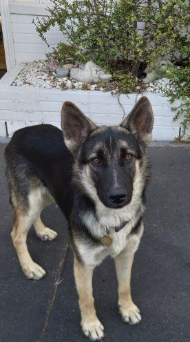 Enlarge Tyler, a Adoptable German Shepherd Dog in Cupertino, CA image 3/3