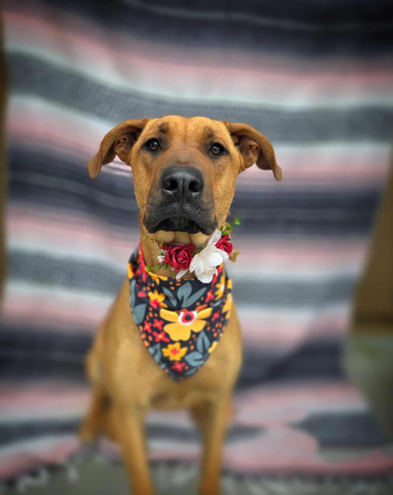 Saffron photo 1