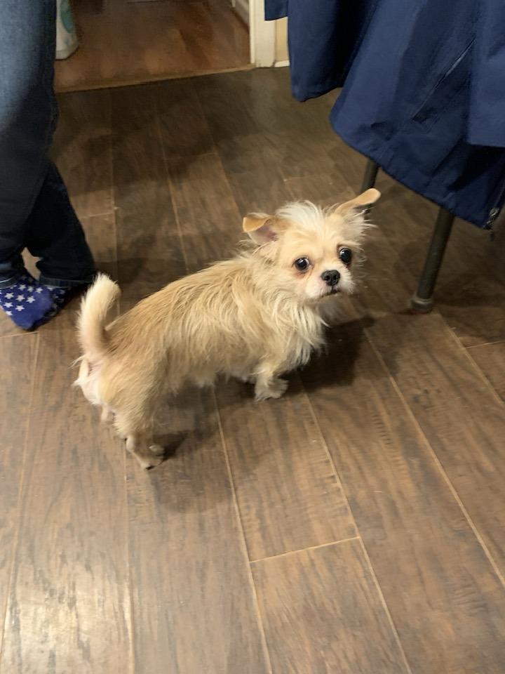 Bingo, ADOPTABLE, Adult Male Pekingese.