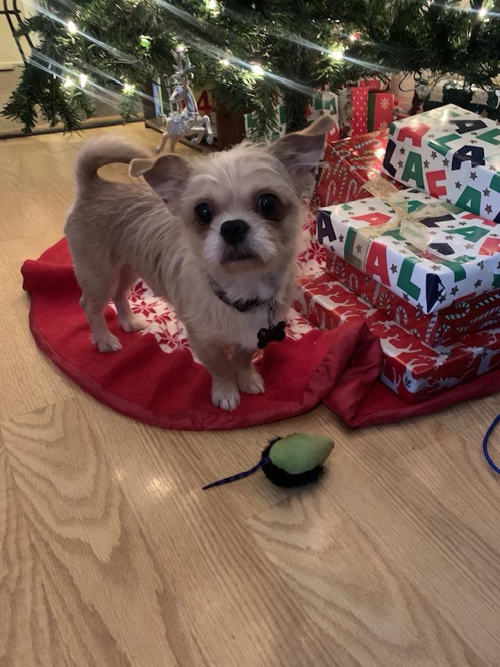 Enlarge Bingo, a ADOPTABLE mixed breed in Blue Bell, PA image 2/6