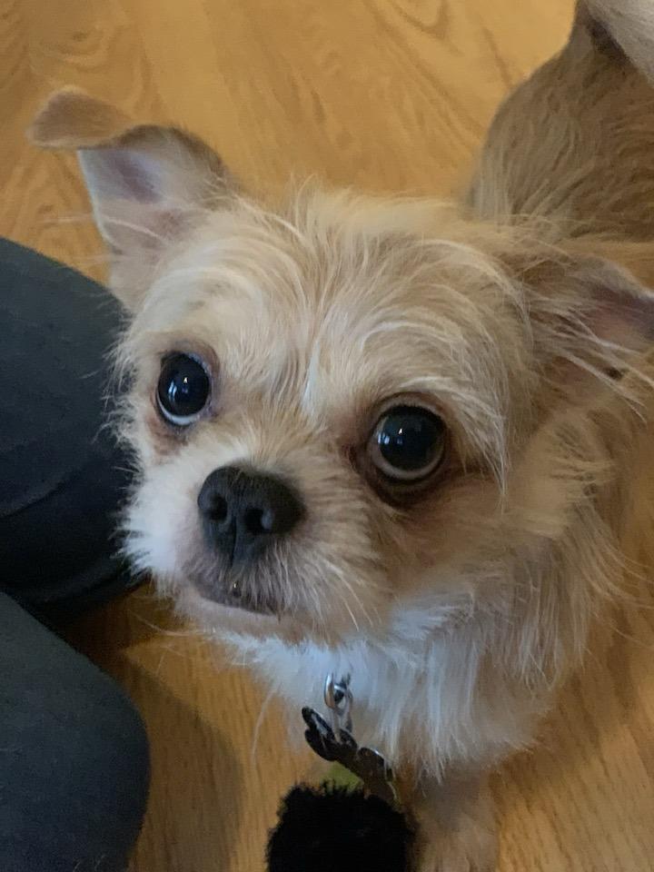 Bingo, ADOPTABLE, Adult Male Pekingese.