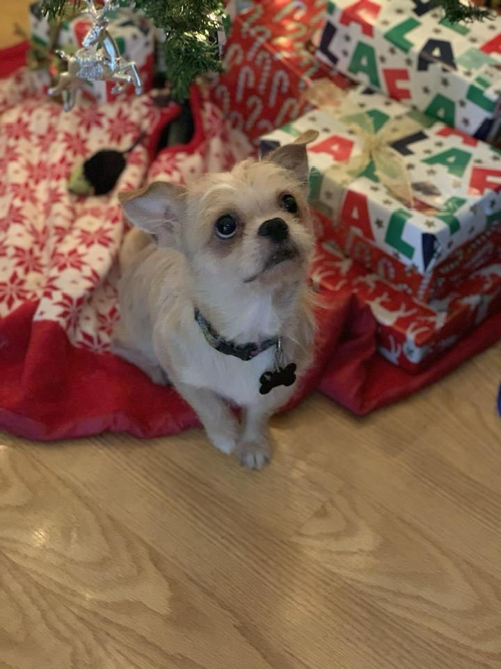 Enlarge Bingo, a ADOPTABLE mixed breed in Blue Bell, PA image 5/6