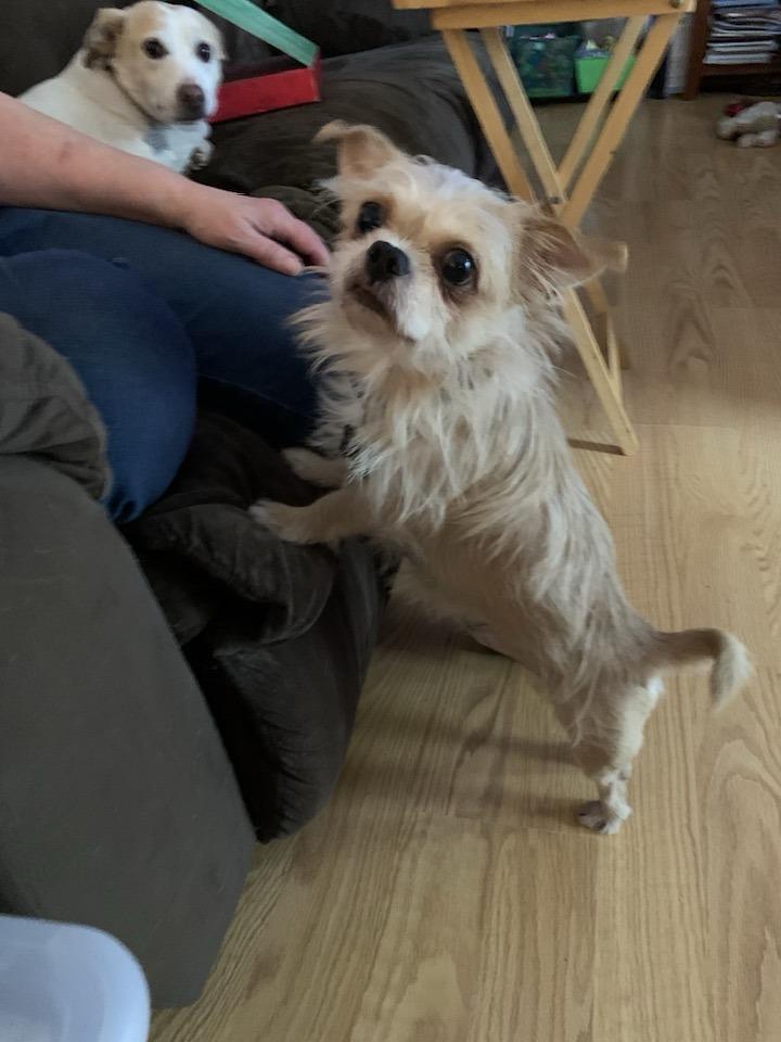 Enlarge Bingo, a ADOPTABLE mixed breed in Blue Bell, PA image 6/6