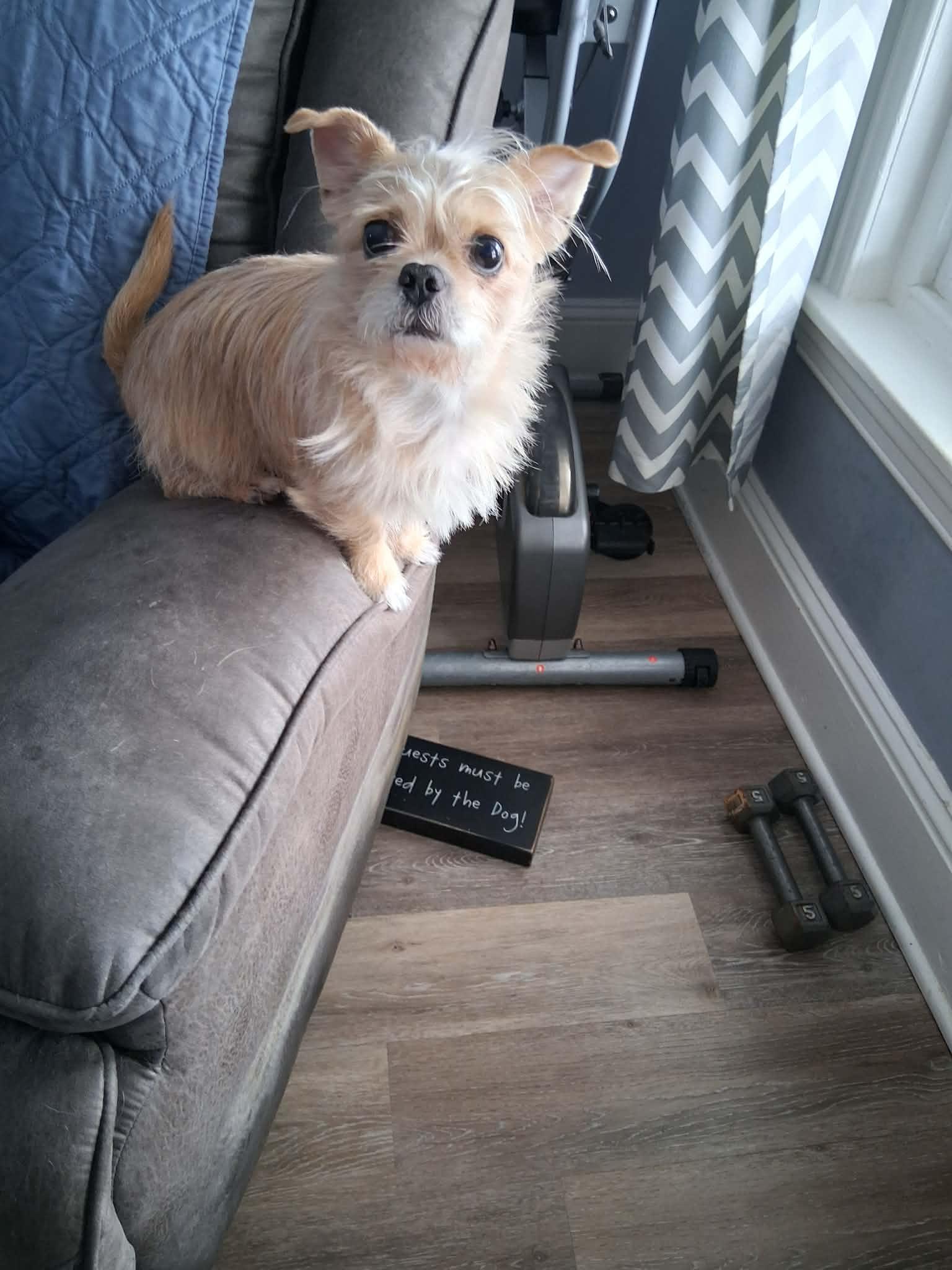 Enlarge Bingo, a ADOPTABLE mixed breed in Blue Bell, PA image 1/6