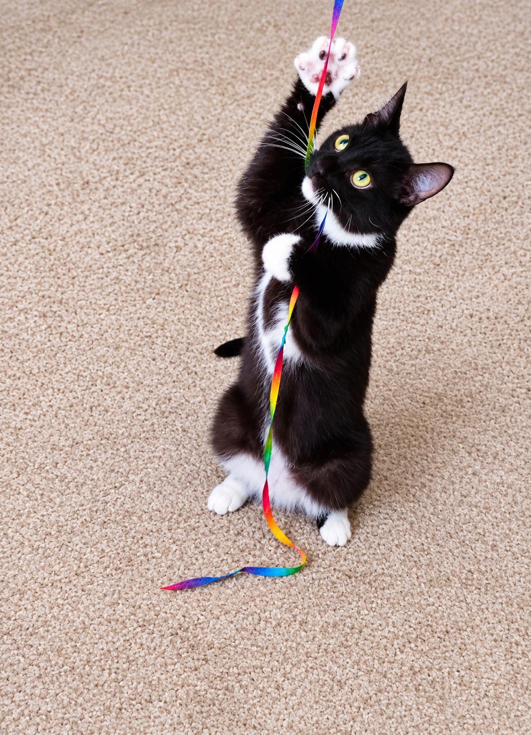 Enlarge Toblerone — Your Favorite Chocolate Break, a Adoptable Tuxedo in Laurel, MD image 2/5