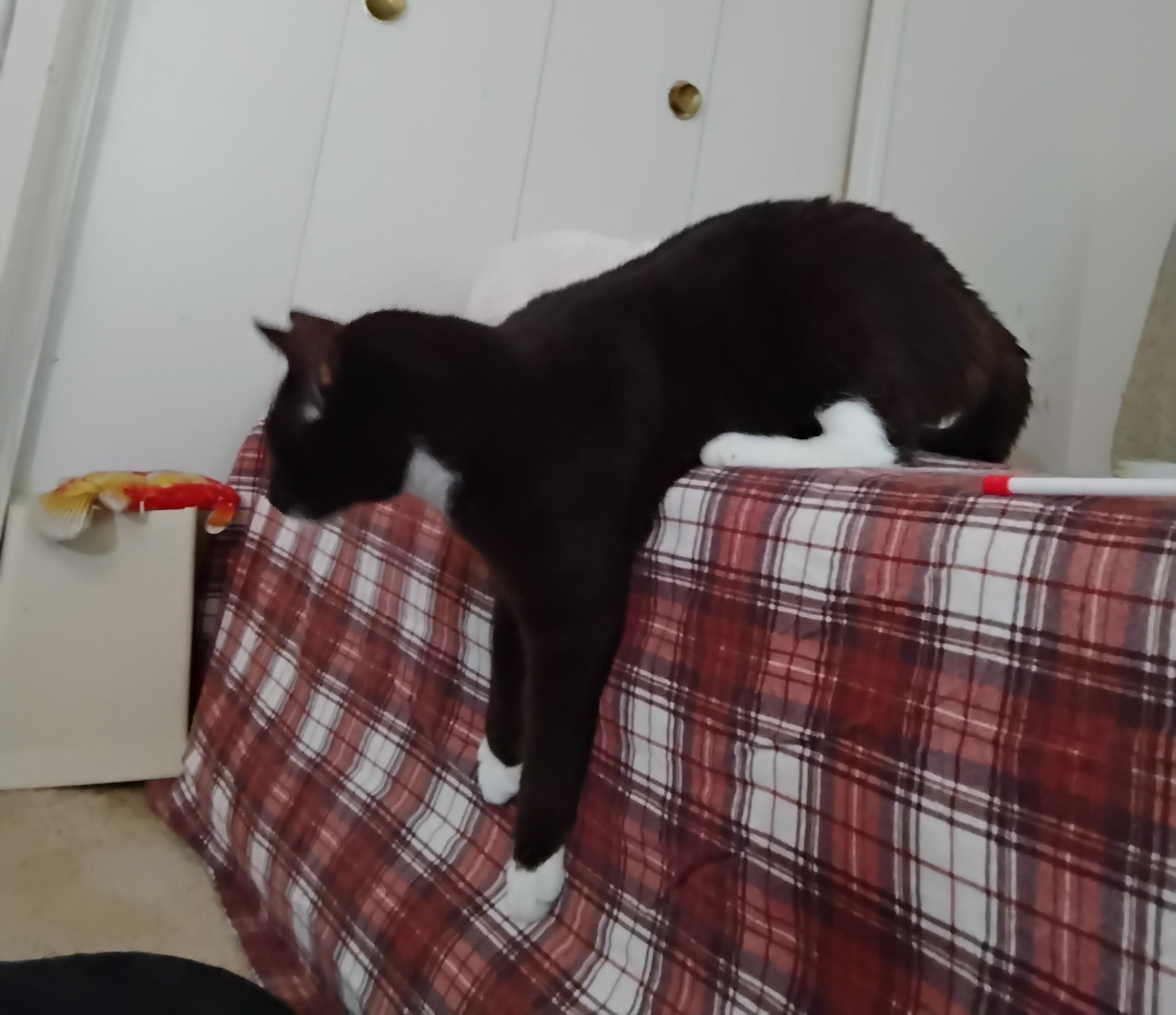 Enlarge Toblerone — Your Favorite Chocolate Break, a Adoptable Tuxedo in Laurel, MD image 4/5