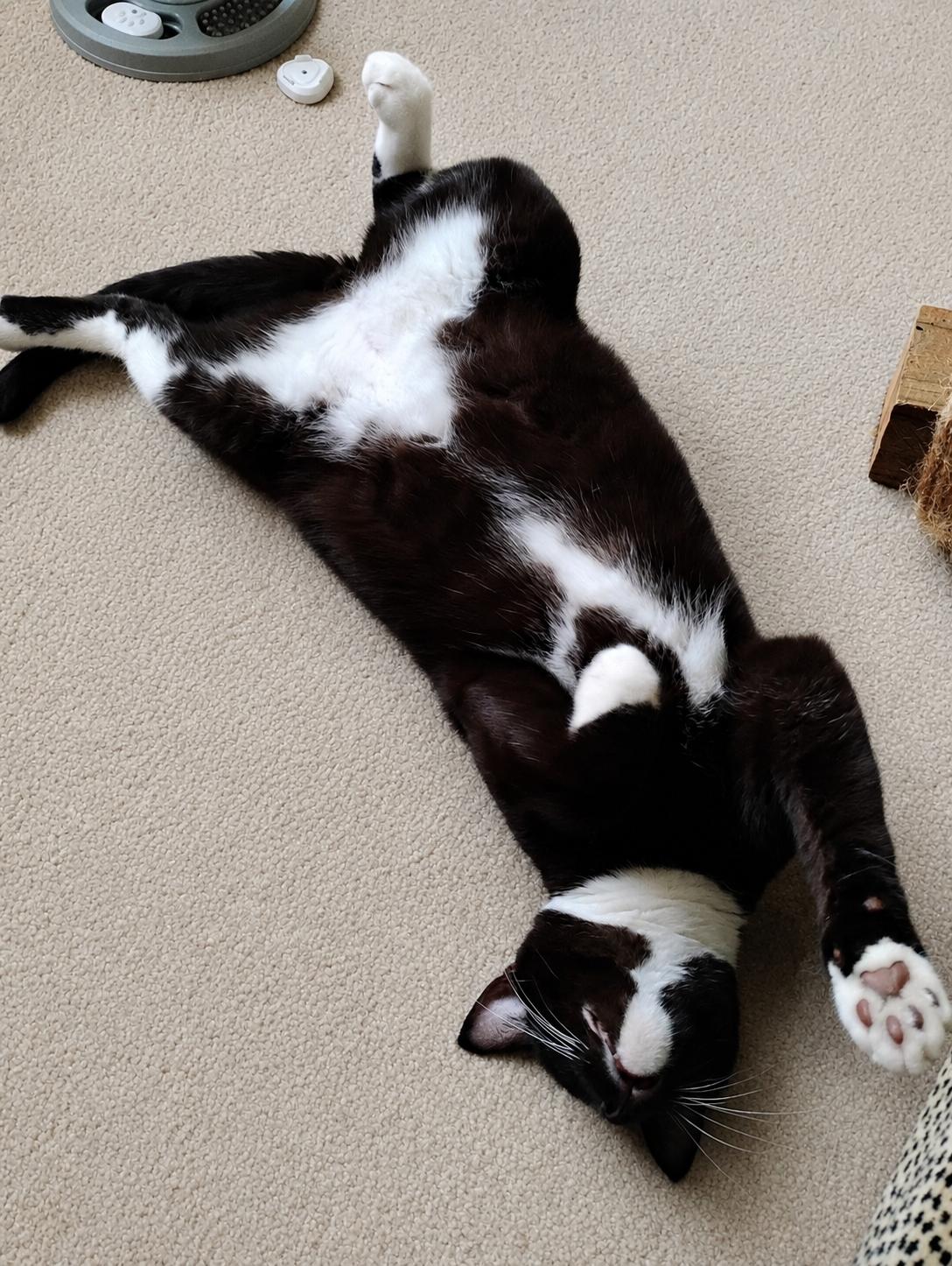 Enlarge Toblerone — Your Favorite Chocolate Break, a Adoptable Tuxedo in Laurel, MD image 3/5
