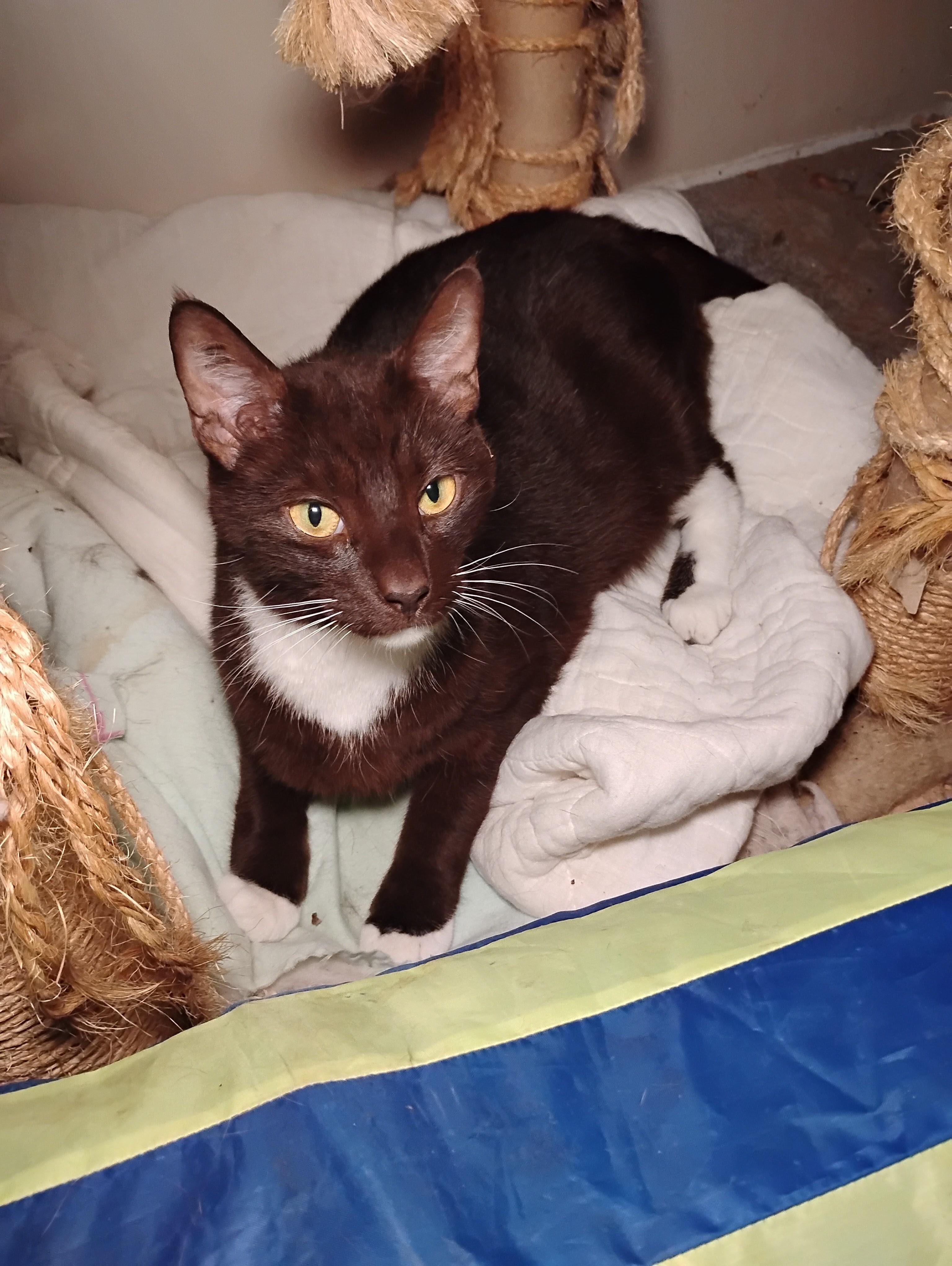 Enlarge Toblerone — Your Favorite Chocolate Break, a Adoptable Tuxedo in Laurel, MD image 5/5