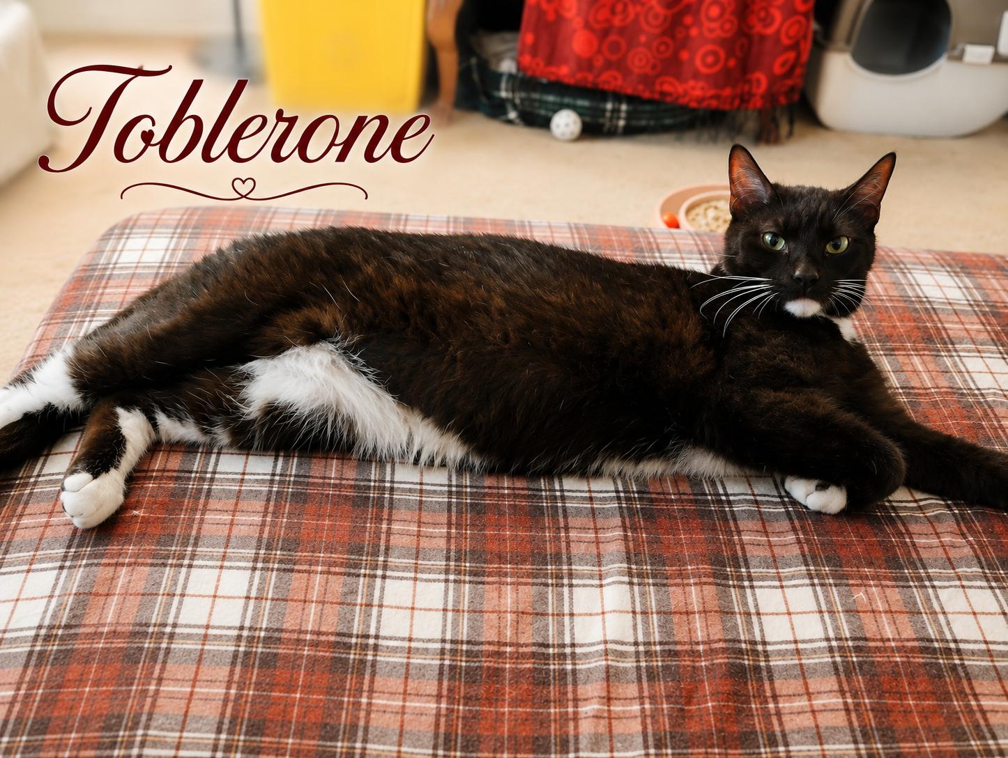 Toblerone — Your Favorite Chocolate Break, Adoptable, Young Male Tuxedo.