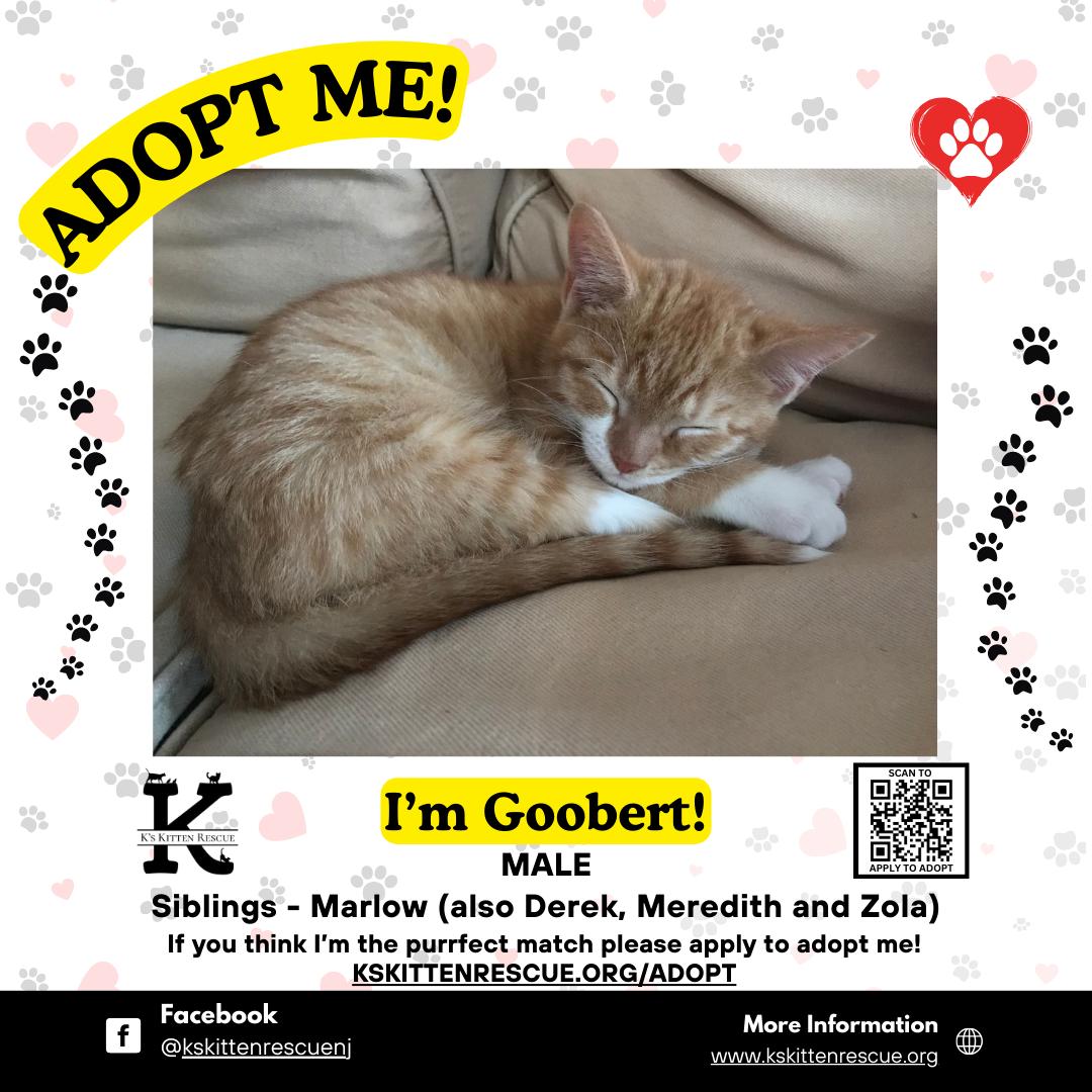 Enlarge Goobert, a ADOPTABLE Domestic Short Hair in Brick, NJ image 1/1