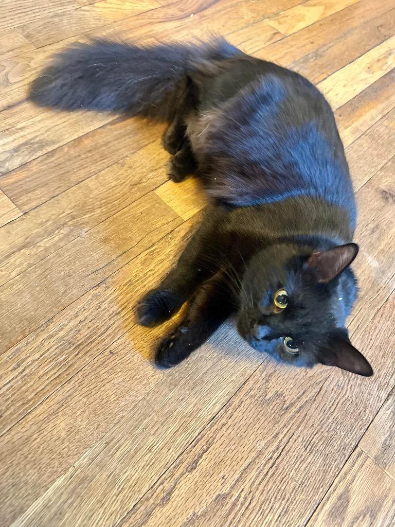 Enlarge Karly’s cat, a Adopted mixed breed in Mineral, VA image 1/1