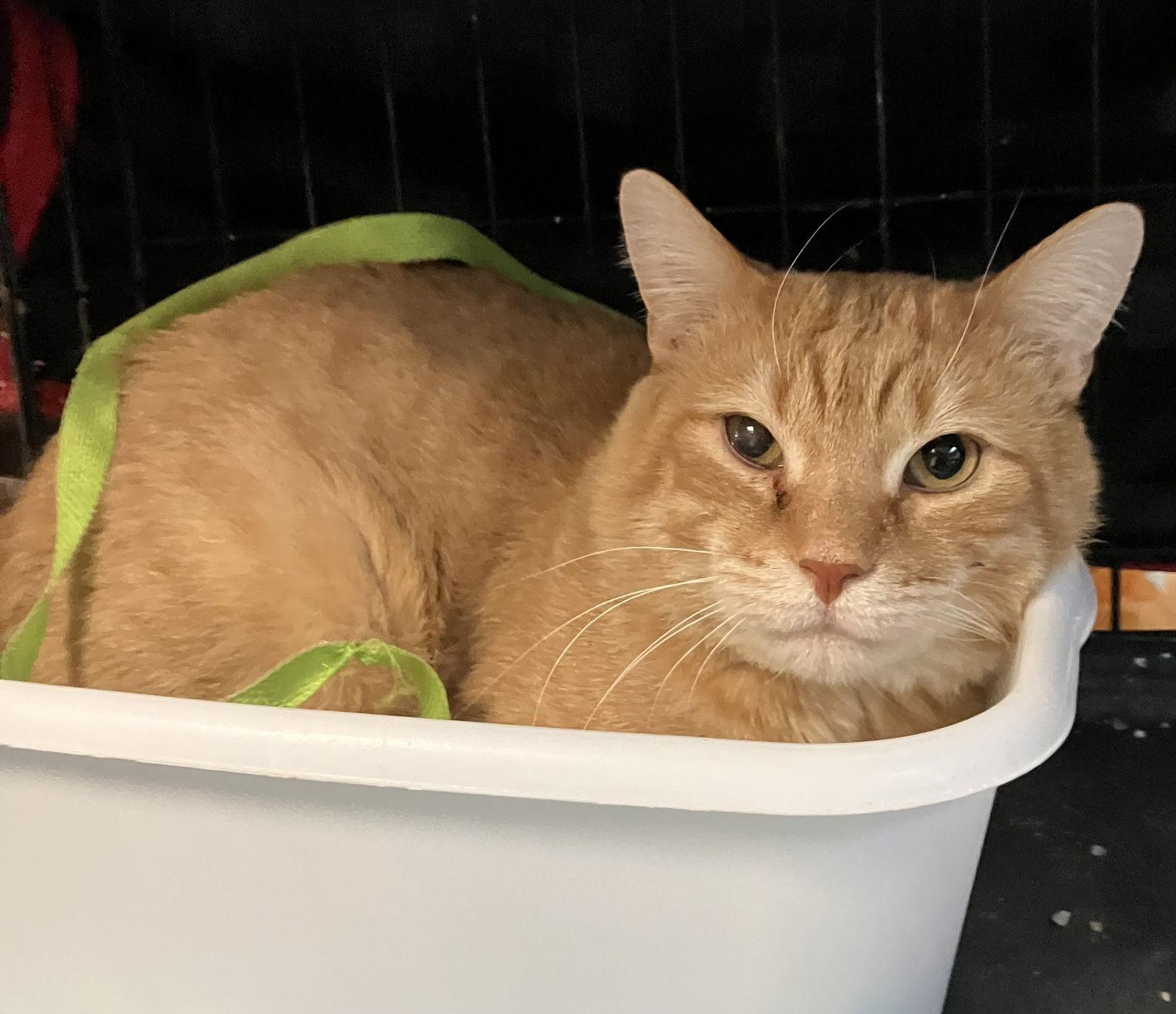 Corduroy — thumbnail 2