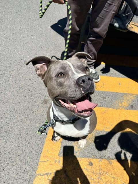 Enlarge Valentina, a Adoptable Pit Bull Terrier in San Diego, CA image 1/3