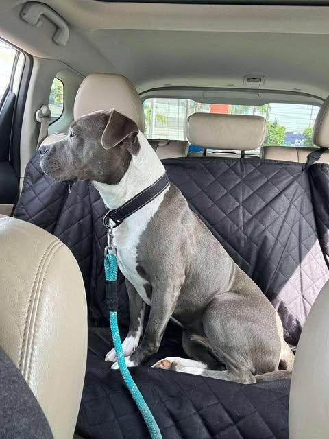 Enlarge Valentina, a Adoptable Pit Bull Terrier in San Diego, CA image 2/3