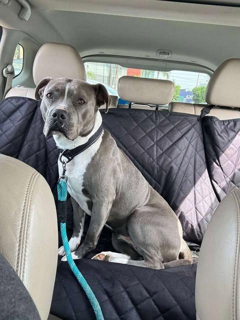 Enlarge Valentina, a Adoptable Pit Bull Terrier in San Diego, CA image 3/3