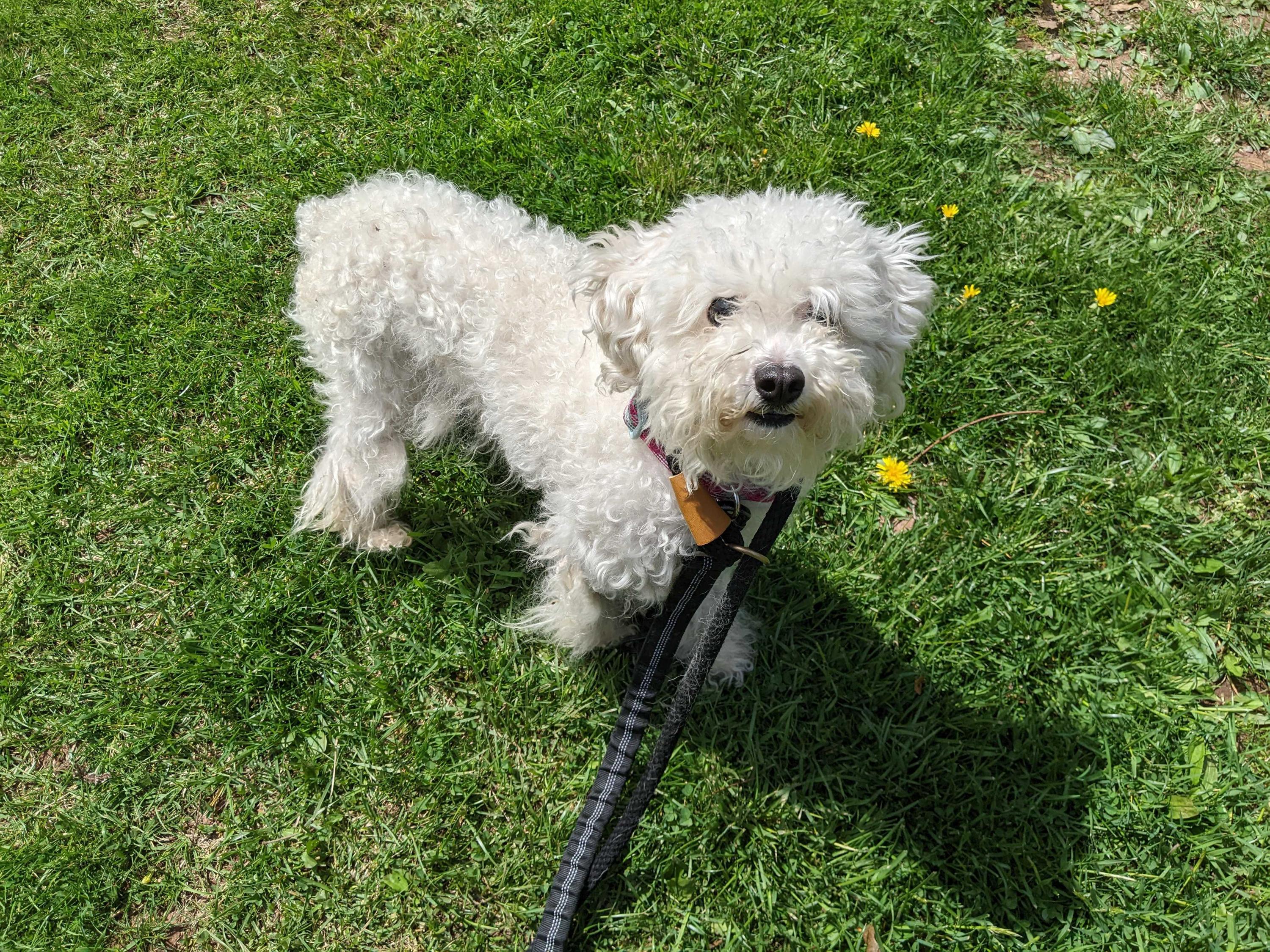 Candy, adopted, Adult Female Miniature Poodle.