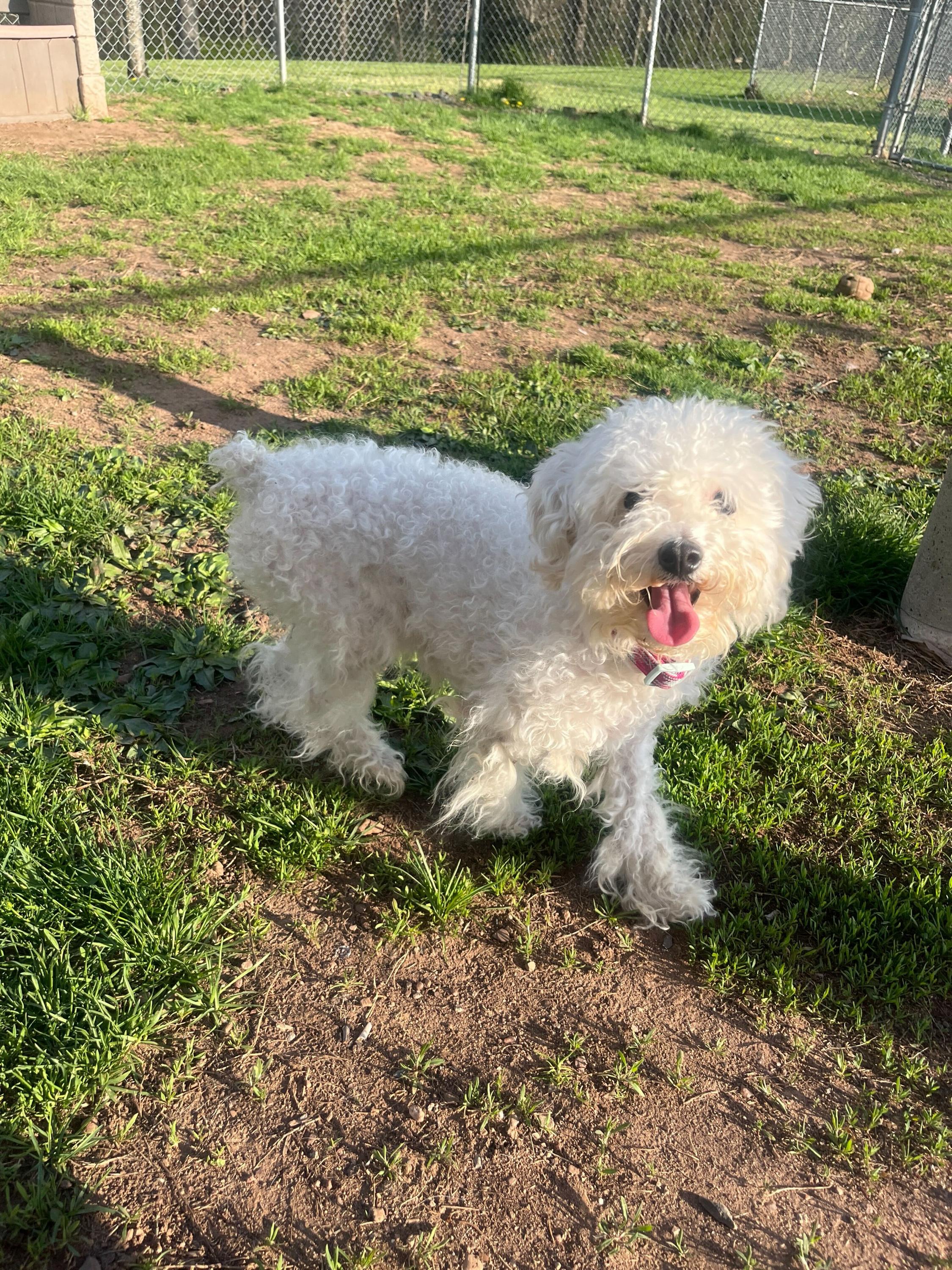 Candy, an adopted mixed breed in North Haven, CT image 2/2