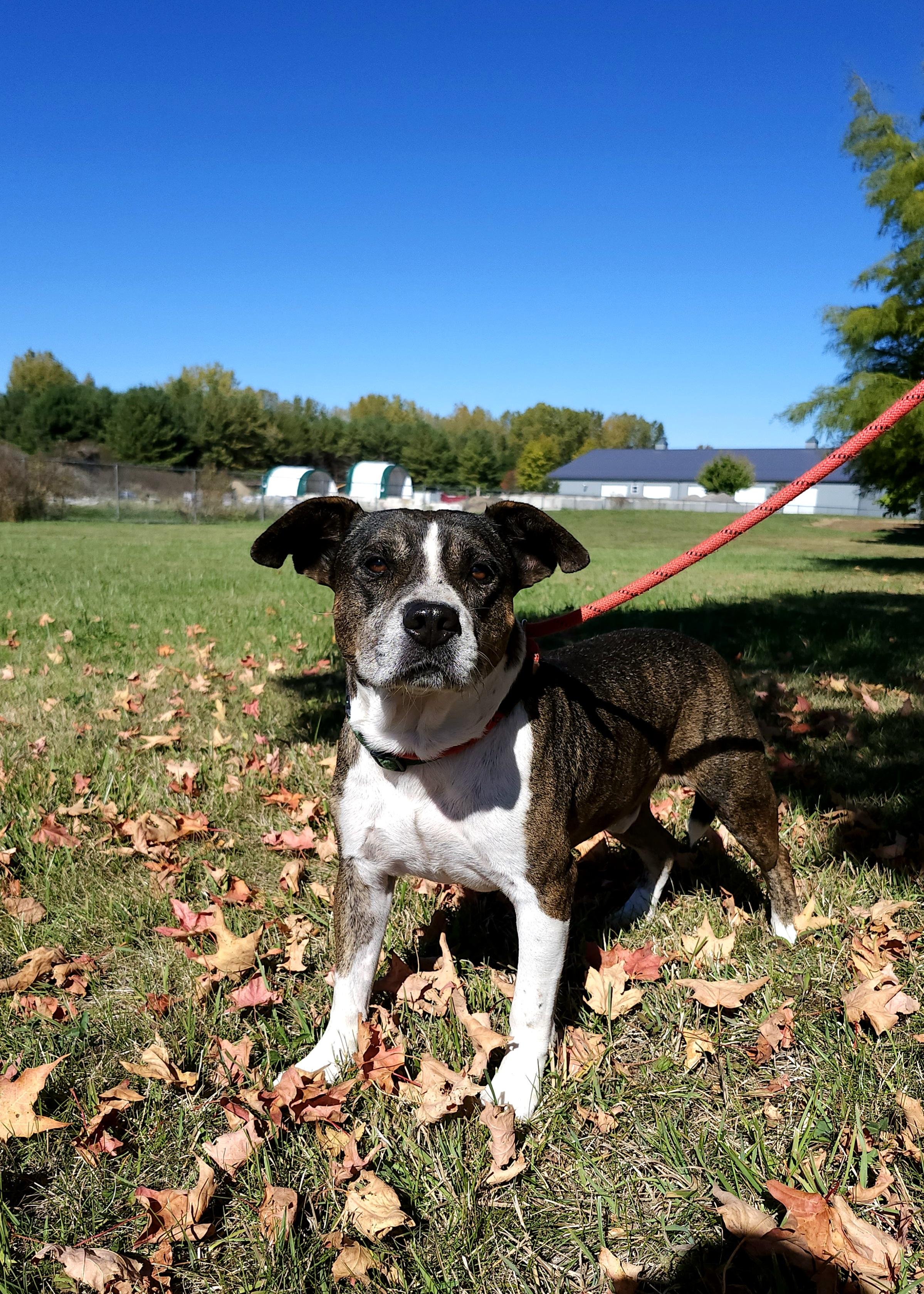 Chip, Adoptable, Adult Male Mixed Breed.