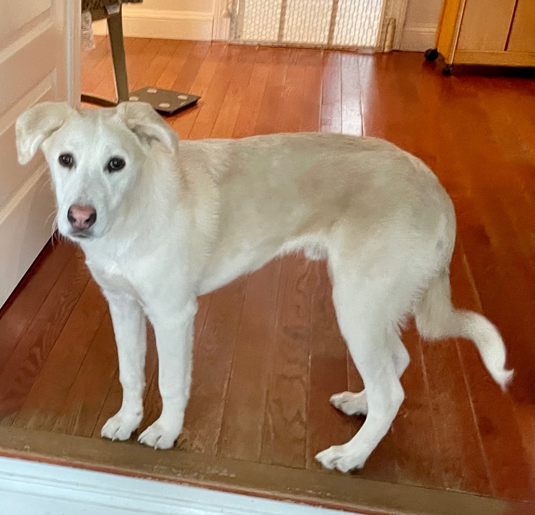 Eddie Spaghetti , Adopted, Puppy Male Labrador Retriever & Golden Retriever.