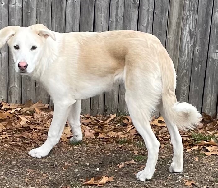 Eddie Spaghetti , a Adopted mixed breed image 2/4